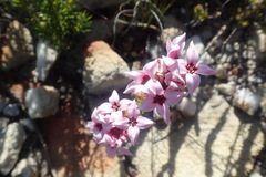 Sonderothamnus speciosus