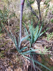 Macropidia fuliginosa