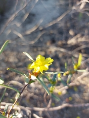 Hibbertia subvaginata