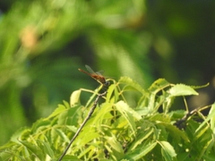 Urothemis signata