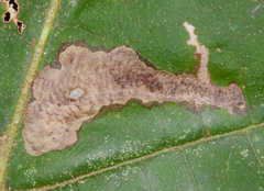 Coptotriche castaneaeella