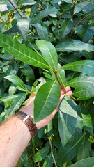 Oleaceae