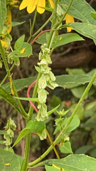 Fallopia scandens