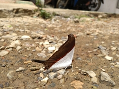 Marpesia zerynthia