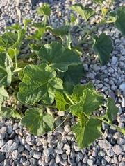 Cucumis melo