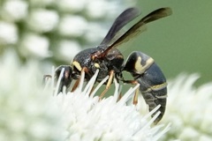 Euodynerus hidalgo