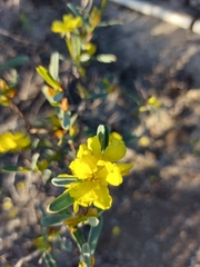 Hibbertia subvaginata