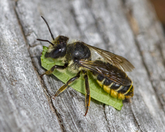 Megachile relativa