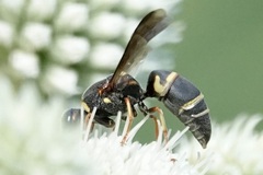 Euodynerus hidalgo