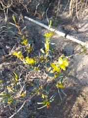 Hibbertia subvaginata