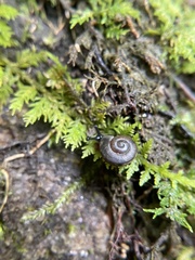 Triodopsis hopetonensis