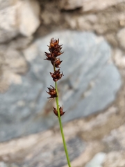Carex leersii