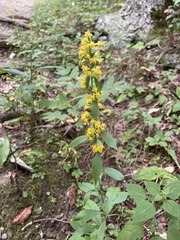 Solidago hispida