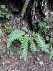Polypodiopsida