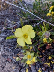 Hibbertia striata