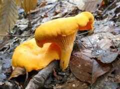 Cantharellus
