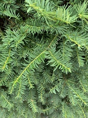 Taxus baccata