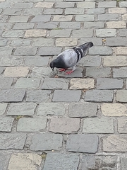 Columba livia domestica