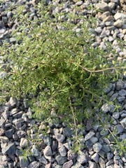Leucospora multifida