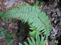 Polypodiopsida