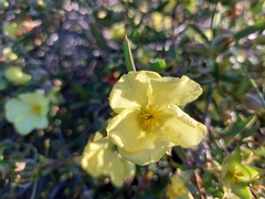 Hibbertia striata