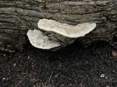 Trametes elegans