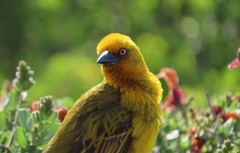 Ploceus capensis