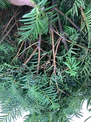Taxus baccata