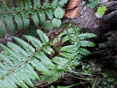 Polypodiopsida