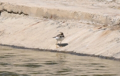 Charadrius placidus