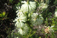 Erica sessiliflora