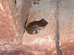 Eleutherodactylus campi