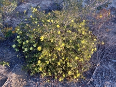 Hibbertia striata