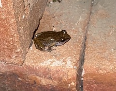 Eleutherodactylus campi