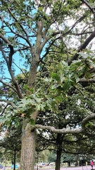 Quercus cerris