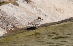 Charadrius placidus