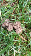 Quercus cerris