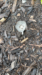 Coprinopsis lagopus