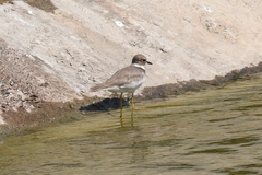 Charadrius placidus
