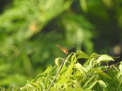 Urothemis signata
