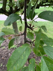 Malus coronaria