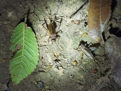 Loxoblemmus equestris