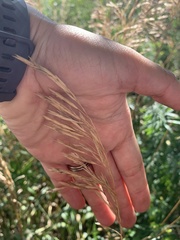 Bromus inermis