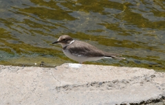 Charadrius placidus