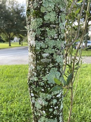 Lecanoromycetidae