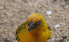Ploceus capensis