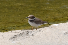 Charadrius placidus