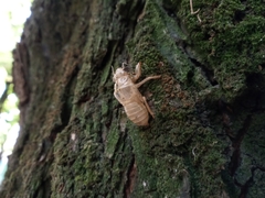 Cicada orni