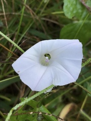 Ipomoea lacunosa