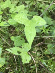 Ipomoea lacunosa
